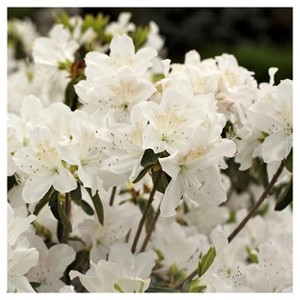 Azalea 'Snow' 1pc - National Plant Network U.S.D.A Hardiness Zone 6-9 - 1 of 3