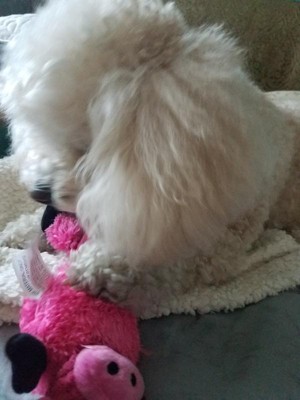 Guest review image 4 of 4, zoom in