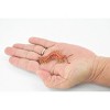 Collectible Wildlife Gifts | Centipede, Chilopoda, Rubber Insect, Hand Painted, Realistic Toy Figure, Model, Gift,        2 1/2"      CH433 BB109 - 2 of 4