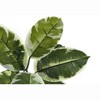 Monarch Specialties Artificial Plant 52 inch Tall Rubber Tree Indoor Faux Fake Floor Greenery Potted Real Touch Decorative Green Leaves Black Pot - 4 of 4