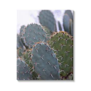 Stupell Prickly Cactus Desert Photography Gallery Wrapped Canvas Wall Art
