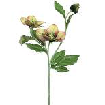 Allstate Floral 22" Sage Green and Burgundy Helleborus Artificial Decorative Spray