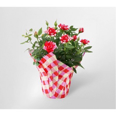4" Mini Roses Red/White - Good Little Garden™
