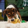 BARK Holiday Ginger Boy Brew Dog Toy - image 2 of 4
