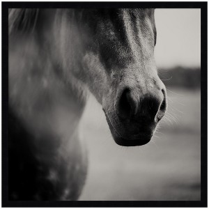 Kate and Laurel Horse Like Velvet by Laura Evans Framed Wall Art Print, 25 x 25, Svelte Noir Black - 1 of 4