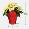Holiday 6" White Poinsettia Live Plant - Good Little Garden™ - 4 of 4