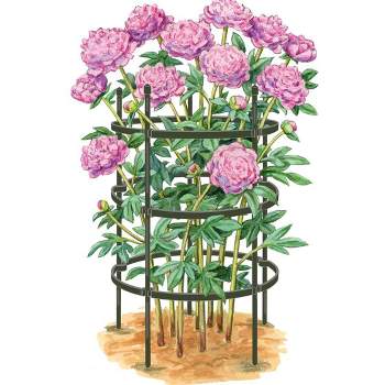 Garden Trellis- For Climbing Plants- Decorative Curving Flower Stem Metal  Panel -For Vines, Roses, Vegetable Plants & Flowers by Pure Garden (Black)
