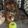 KindTail PAWD Cat and Dog Crate Pad - 2 of 3