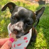 Buddy Biscuits Grain-Free Soft and Chewy Treats with Grilled Beef Dry Dog Treats - 5oz - 4 of 4