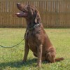 Country Brook Petz Deluxe Dog Collar - Camouflage Collection - Made in The U.S.A. - 3 of 4