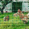 VEVOR Electric Fence Netting, 48" H x 100' L, PE Net Fencing Kit with Posts & Double-Spiked Stakes, Utility Portable Mesh for Chickens, Ducks, Geese - 2 of 4