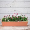 Novelty 36 Inch High Grade Plastic Indoor Outdoor Countryside Flower Box with Built In Feet and Satin Banding, Matte Terracotta - image 3 of 3