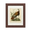 Trademark Fine Art -John James Audubon 'Audubon Wild Turkey' Matted Framed Art - 2 of 4