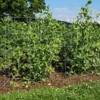 Pea Fence Straw Bale Garden Expandable Galvanized Steel 40-80 inch High Set of 2 - 2 of 3