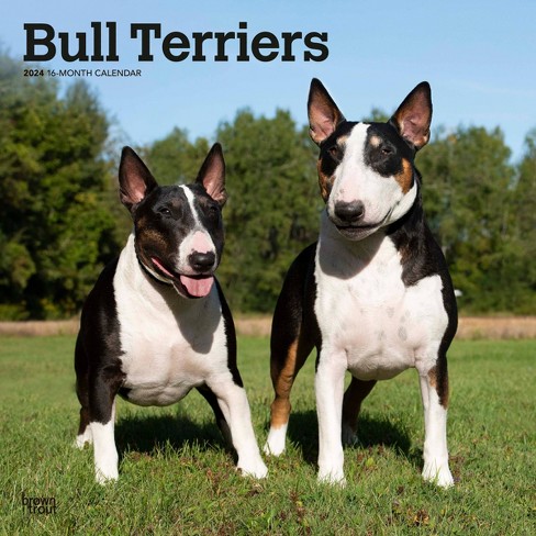 black miniature bull terrier