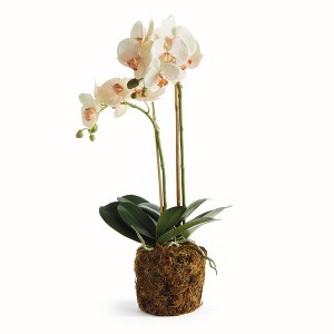 Plum & Post Phalaenopsis Orchid Artificial Plant Drop-In - 1 of 4
