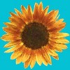 Men's Design By Humans Sunflower By Maryedenoa T-Shirt - 2 of 3