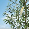 Whizmax Artificial Olive Tree - Faux Silk Plant in White Planter, Realistic Wood Trunk with Fruits, Indoor Decor for Home & Office - 2 of 4