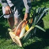 Maine Garden Hod Basket for Vegetable Gardening and Harvest Gathering or Farmhouse Decor, Pine and Oak with PVC Wire Mesh, USA Made - 3 of 4