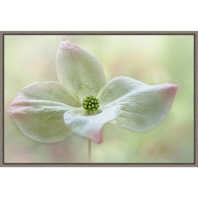 23" x 16" Cornus Kousa Flower Close Up by Jacky Parker Framed Canvas Wall Art - Amanti Art