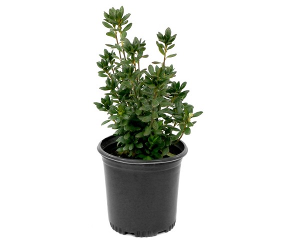 Azalea 'Blaauw's Pink'  1pc - Cottage Hill - U.S.D.A. Hardiness Zones 6 - 9