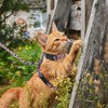 Unique Bargains Escape Proof Lightweight Cat Harness and Leash Set for Large and Small Cat Travel Walking Pink - 2 of 4