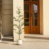 DR.Planzen 84" Artificial Olive Tree - 7FT UV Resistant Fake Plant with Black Fruits in 10.5" White Pot for Indoor/Outdoor Floor & House Decor - 4 of 4