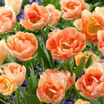 12ct Tulips Orange Angelique Bulbs - Van Zyverden