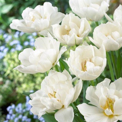 25ct Tulips Popcorn Bulbs - Van Zyverden