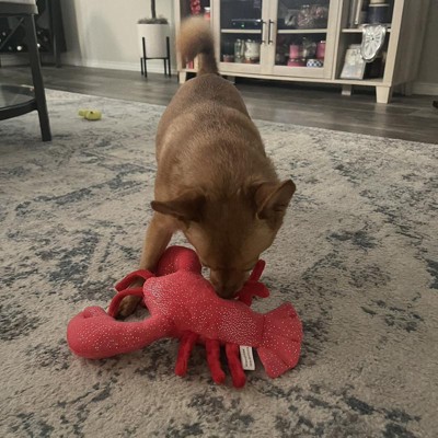 The Jumpy Lobster - Dog Toy – Savvy Pet