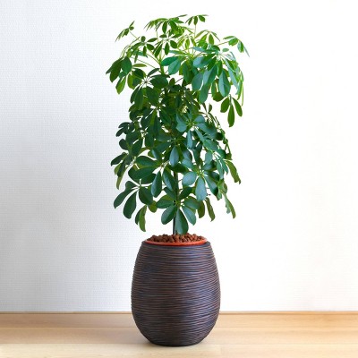 Schefflera 'Arboricola' - National Plant Network