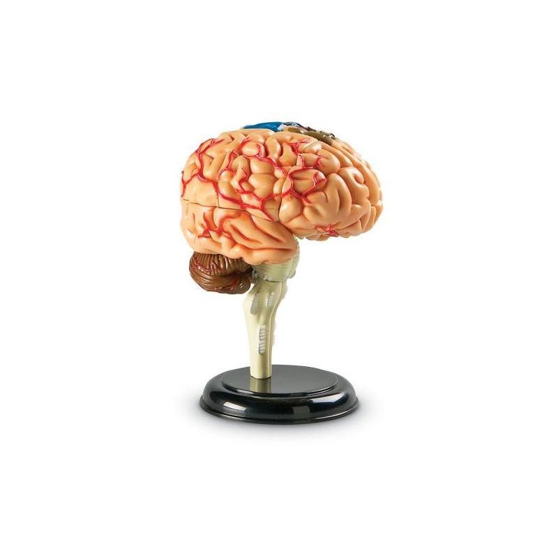 Learning Resources Brain Anatomy Model - Science Exploration Tools, 3 of 7