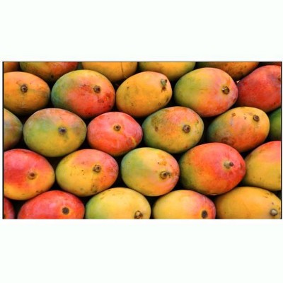 Fresh Sendhura Mangoes  Pack Of 9