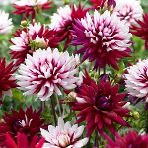 Van Zyverden Set of 5 Dahlias Rebecca's World Bulbs - 1 of 3