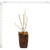 Van Zyverden Hydrangea Nikko Blue 4" Potted Rocketliners Blue Hydrangea in Nursery Pot - 3 of 4
