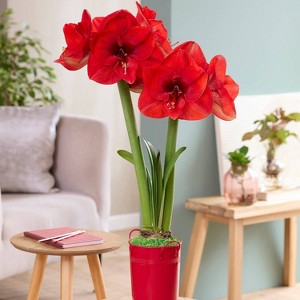 Van Zyverden Fast Track Amaryllis Bulb Kit Hypersonic with XL Artisan Decorative Planter - 1 of 4