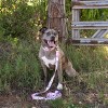 Country Brook Petz Premium Dog Collar - Camouflage Collection - 2 of 4