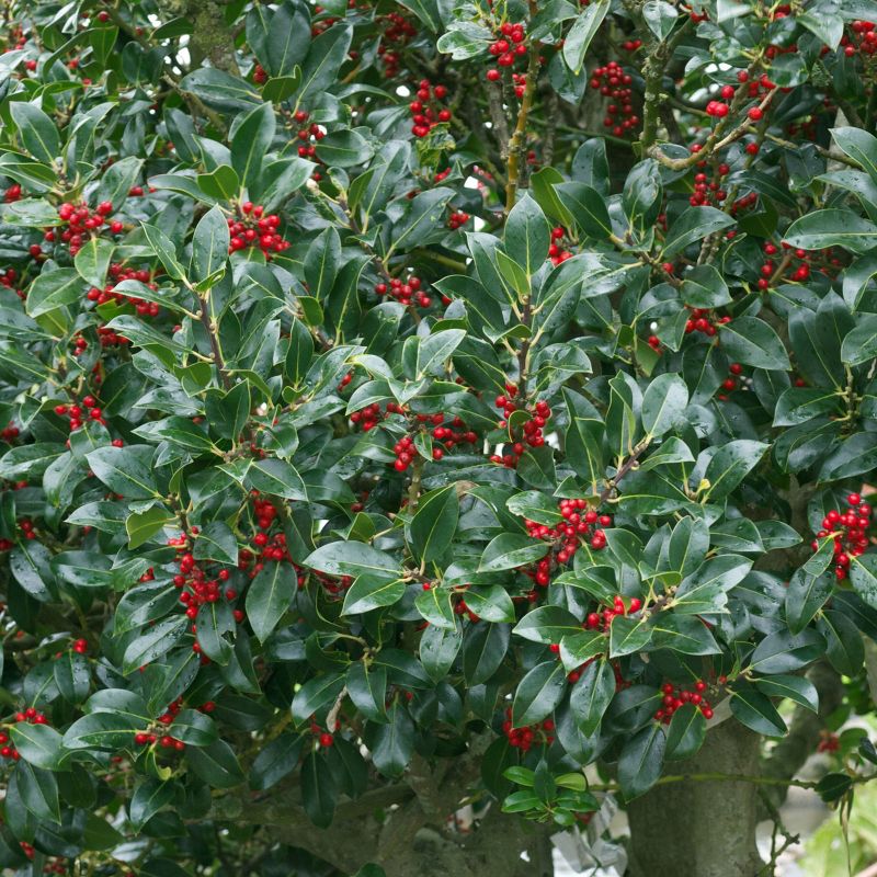 Holly &#39;Needlepoint&#39; 2.25gal U.S.D.A. Hardiness Zones 7-9 - 1pc - National Plant Network, 3 of 5