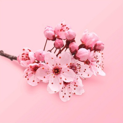 Beloved Cherry Blossom &#38; Tea Rose Body Cream - 10oz_2