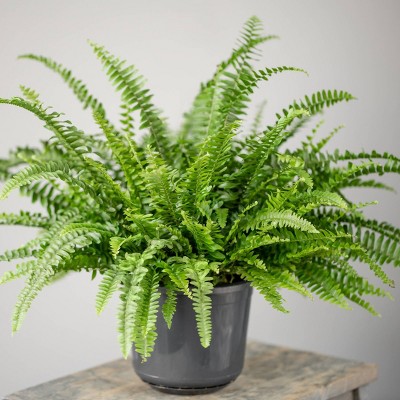 Australian Sword Fern - National Plant Network