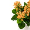 Allstate Floral 14" Amber Kalanchoe Artificial Silk Floral Bouquet - image 4 of 4