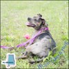 Country Brook Petz Premium Nylon Dog Collar with Metal Buckle for Small Medium Large Breeds - Vibrant 30+ Color Selection - 2 of 4
