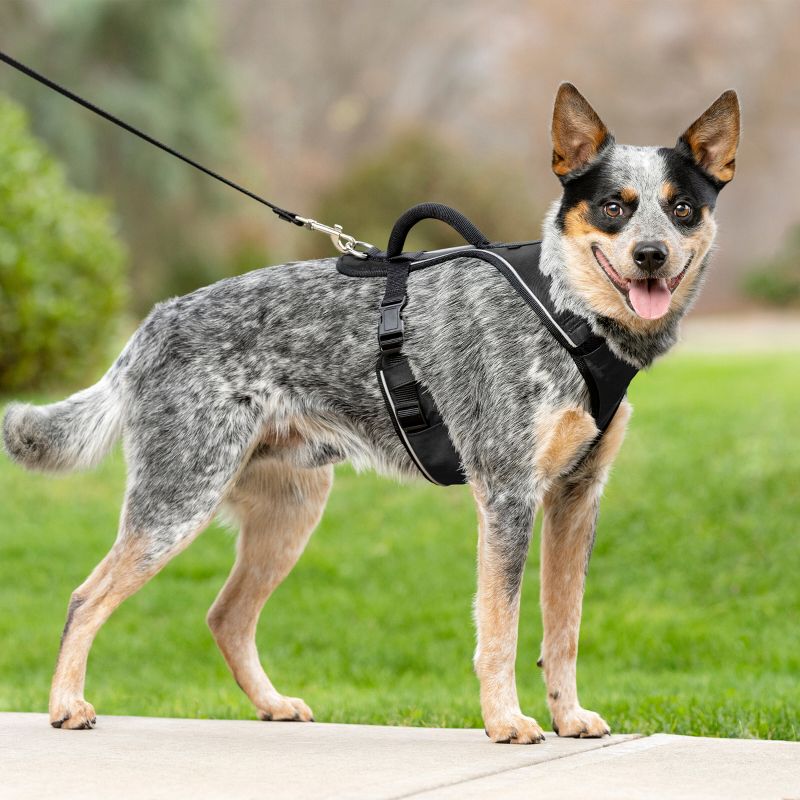 PetSafe EasySport Adjustable Dog Harness, 4 of 10