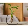 LiveTrends Protozoa Live Houseplant - 3 of 3