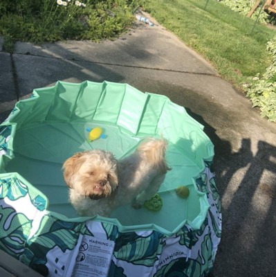 Piscina Para Perros Pequeños Gimdog Splash Time! S (80 X 20 Cm) con Ofertas  en Carrefour