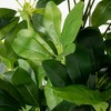 Sullivans Artificial Potted Schefflera Plant 62"H; Green - 2 of 4