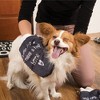 Pavilion Gift Company - Happy Home - Microfiber Pet Cleaning Mitt - Pet Grooming Tools - 2 of 4