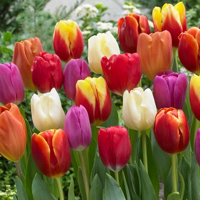 Tulips Triumph Mixture Set of 50 Bulbs - Van Zyverden