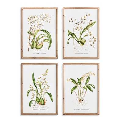 Plum & Post 19.5"W x 1"D x 27.5"H Orchid Assortment Study Set Framed Wall Art of 4