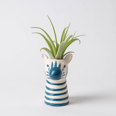 Funky Grasslands Zebra Plant - Good Little Garden™